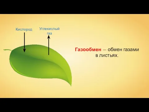 Кислород Углекислый газ Газообмен — обмен газами в листьях.