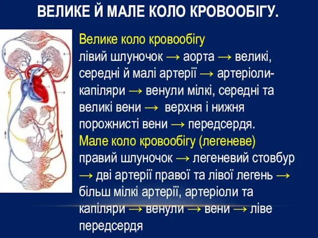 Велике коло кровообігу лівий шлуночок → аорта → великі, середні й