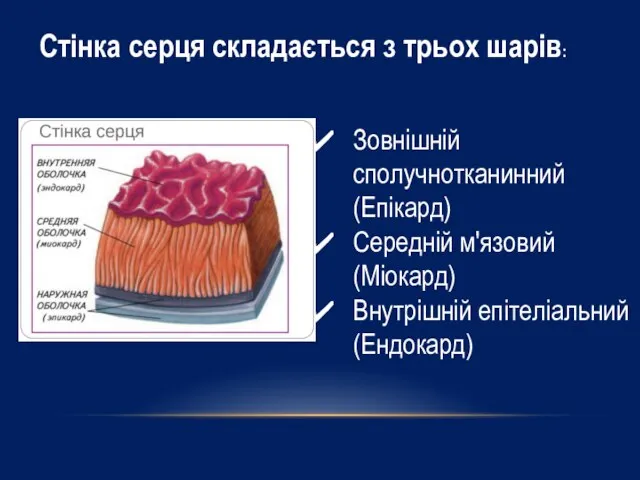 Зовнішній сполучнотканинний (Епікард) Середній м'язовий (Міокард) Внутрішній епітеліальний (Ендокард) Стінка серця складається з трьох шарів: