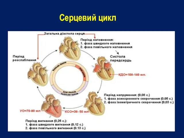 Серцевий цикл