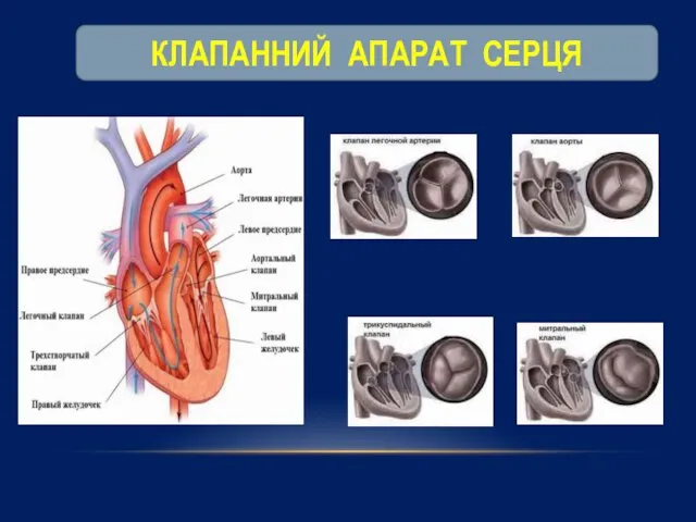 КЛАПАННИЙ АПАРАТ СЕРЦЯ