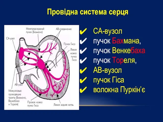 Провідна система серця СА-вузол пучок Бахмана, пучок Венкебаха пучок Тореля, АВ-вузол пучок Гіса волокна Пуркін’є