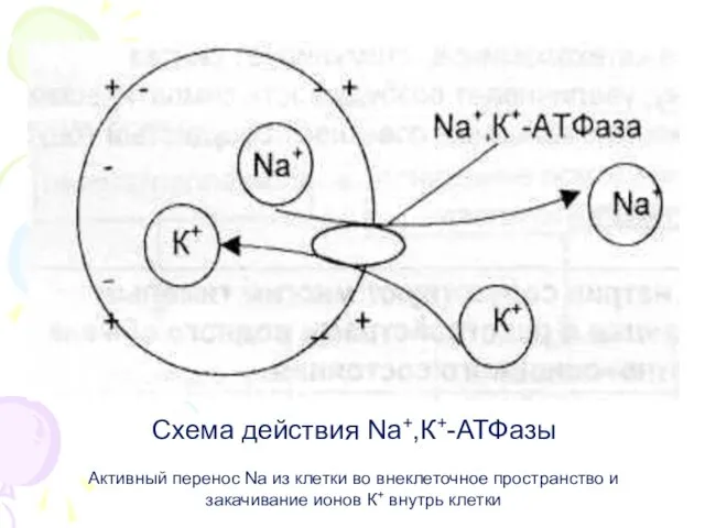 Схема действия Nа+,К+-АТФазы Активный перенос Na из клетки во внеклеточное пространство