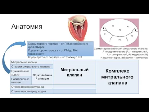 Анатомия Сегментарная анатомия митрального клапана: А-передняя створка (А1 – латеральный, A2