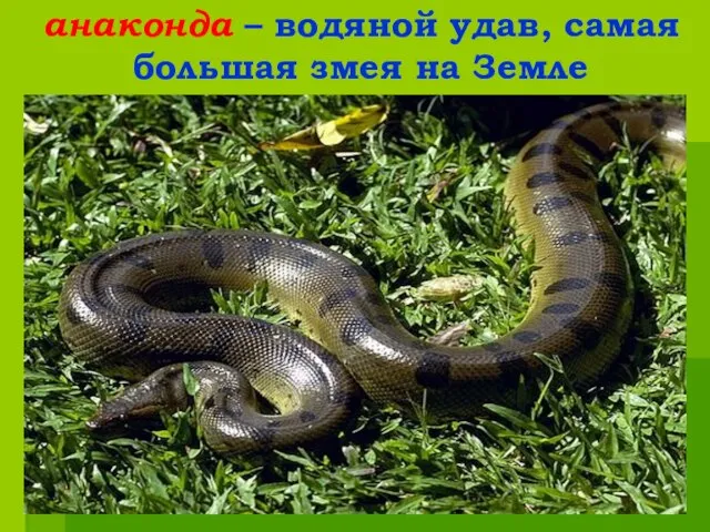 анаконда – водяной удав, самая большая змея на Земле