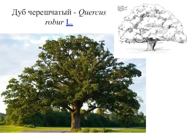 Дуб черешчатый - Quercus robur L.