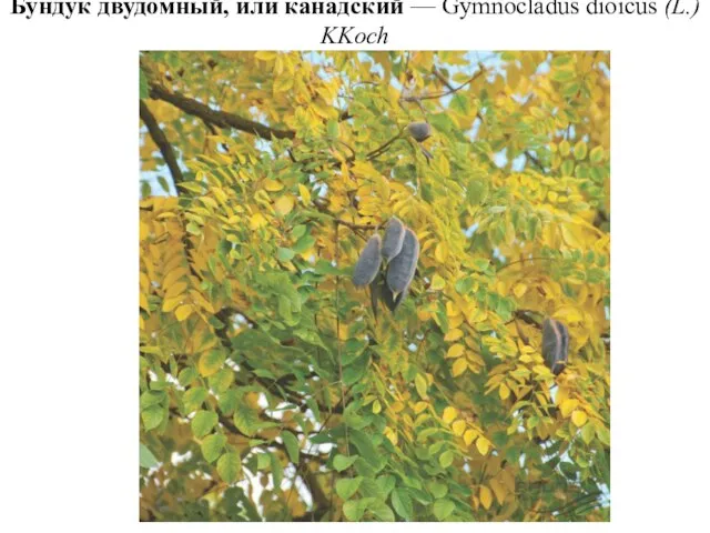 Бундук двудомный, или канадский — Gymnocladus dioicus (L.) KKoch