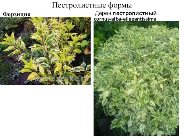 Пестролистные формы Форзиция Дёрен пестролистный cornus-alba-eilegantissima