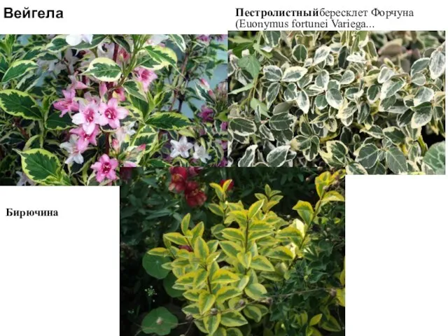 Вейгела Пестролистныйбересклет Форчуна (Euonymus fortunei Variega... Бирючина