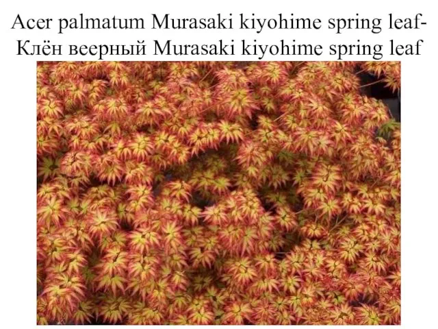 Acer palmatum Murasaki kiyohime spring leaf-Клён веерный Murasaki kiyohime spring leaf