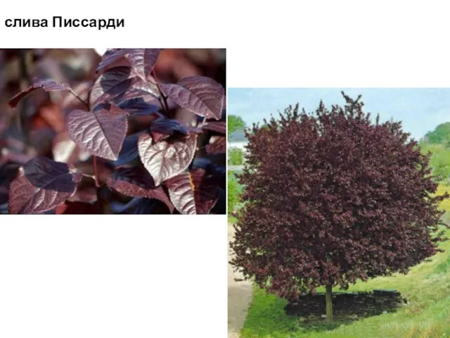 слива Писсарди