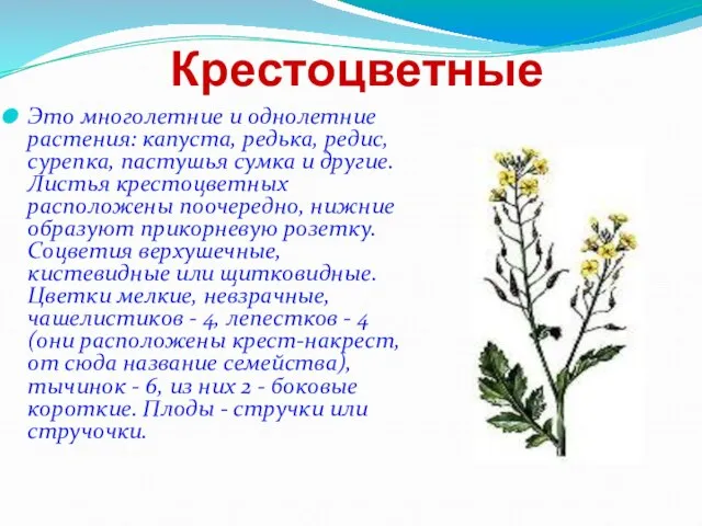 Крестоцветные Это многолетние и однолетние растения: капуста, редька, редис, сурепка, пастушья