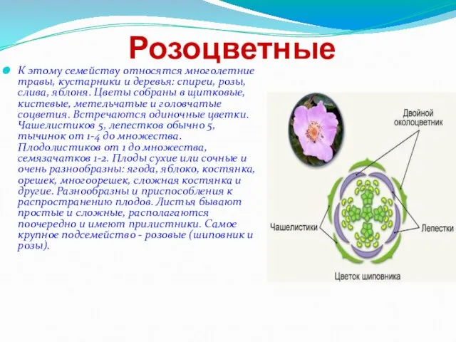 Розоцветные К этому семейству относятся многолетние травы, кустарники и деревья: спиреи,