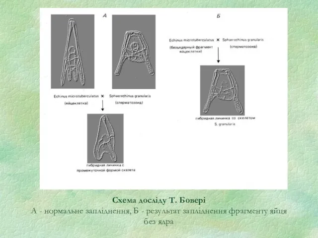 Схема досліду Т. Бовері А - нормальне запліднення, Б - результат запліднення фрагменту яйця без ядра