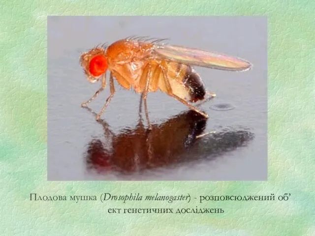 Плодова мушка (Drosophila melanogaster) - розповсюджений об’ект генетичних досліджень