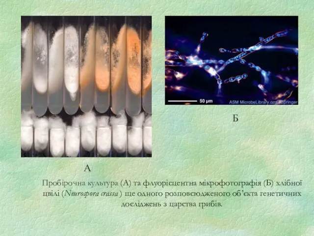 Пробірочна культура (А) та флуорісцентна мікрофотографія (Б) хлібної цвілі (Neurospora crassa