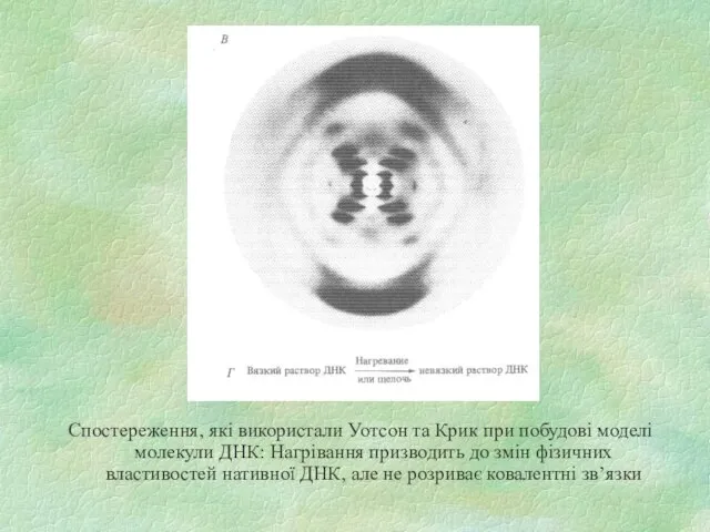 Спостереження, які використали Уотсон та Крик при побудові моделі молекули ДНК: