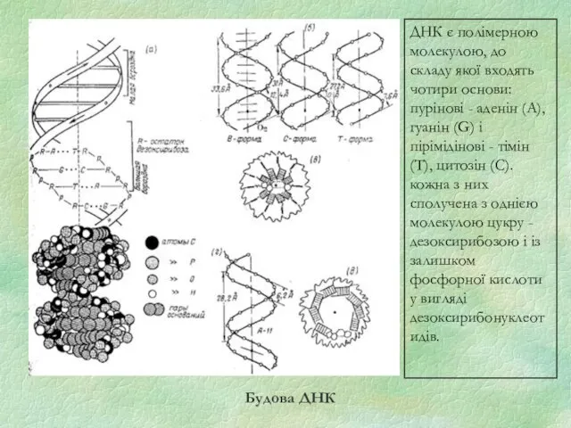 Будова ДНК ДНК є полімерною молекулою, до складу якої входять чотири