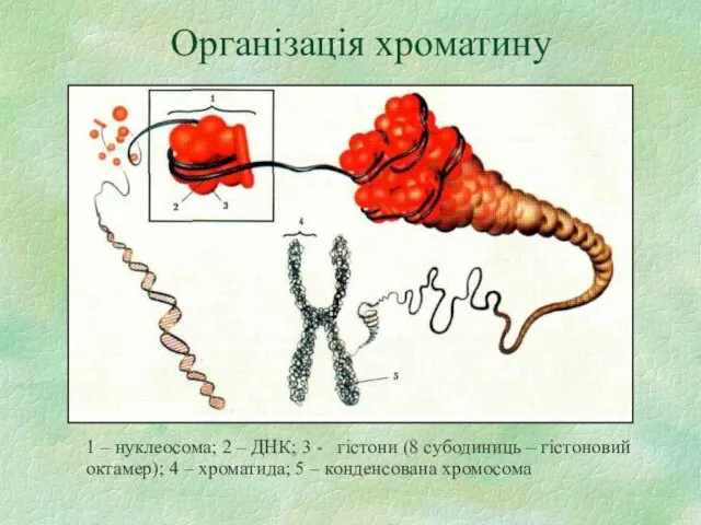 Організація хроматину 1 – нуклеосома; 2 – ДНК; 3 - гістони