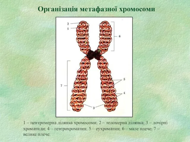 Організація метафазної хромосоми 1 – центромерна ділянка хромосоми; 2 – теломерна