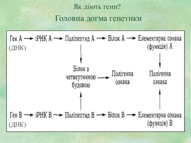 Як діють гени? Головна догма генетики (ДНК) (ДНК)