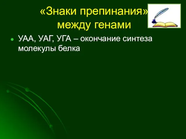 «Знаки препинания» между генами УАА, УАГ, УГА – окончание синтеза молекулы белка