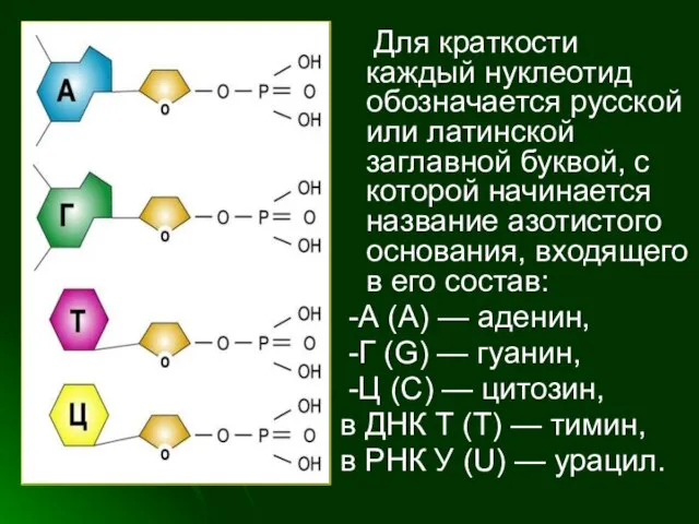 Для краткости каждый нуклеотид обозначается русской или латинской заглавной буквой, с