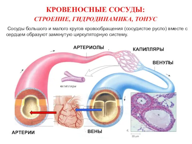 КРОВЕНОСНЫЕ СОСУДЫ: СТРОЕНИЕ, ГИДРОДИНАМИКА, ТОНУС Сосуды большого и малого кругов кровообращения