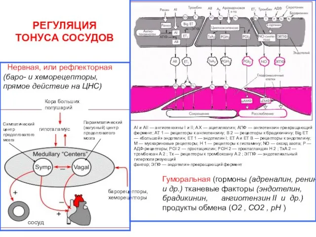 РЕГУЛЯЦИЯ ТОНУСА СОСУДОВ Нервная, или рефлекторная (баро- и хеморецепторы, прямое действие