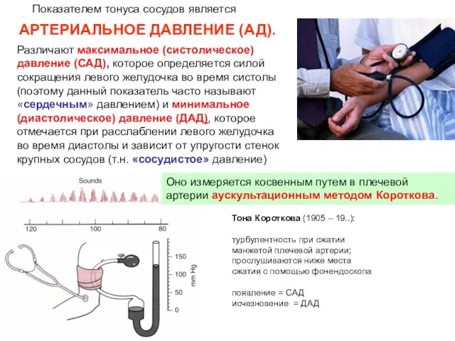 АРТЕРИАЛЬНОЕ ДАВЛЕНИЕ (АД). Показателем тонуса сосудов является Различают максимальное (систолическое) давление