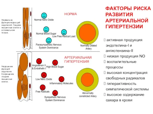 активная продукция эндотелина-I и ангиотензина-II низкая продукция NO воспалительные процессы высокая