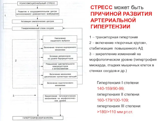 1 – транзиторная гипертония 2 – включение «порочных кругов», стабилизация повышенного