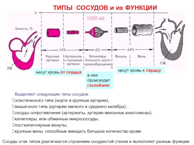 ТИПЫ СОСУДОВ и их ФУНКЦИИ ФУНКЦИИ Выделяют следующие типы сосудов: эластического