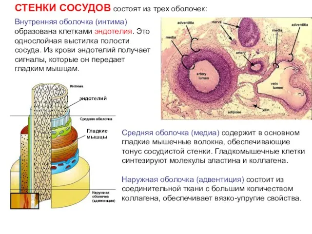 СТЕНКИ СОСУДОВ состоят из трех оболочек: Коллаген Внутренняя оболочка (интима) образована