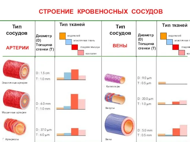 Тип сосудов Тип сосудов Диаметр (D) Толщина стенки (Т) Диаметр (D)