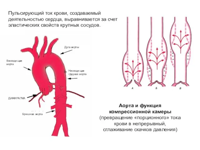 Аорта и функция компрессионной камеры (превращение «порционного» тока крови в непрерывный,