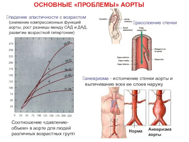 Соотношение «давление-объем» в аорте для людей различных возрастных групп Аневризма аорты