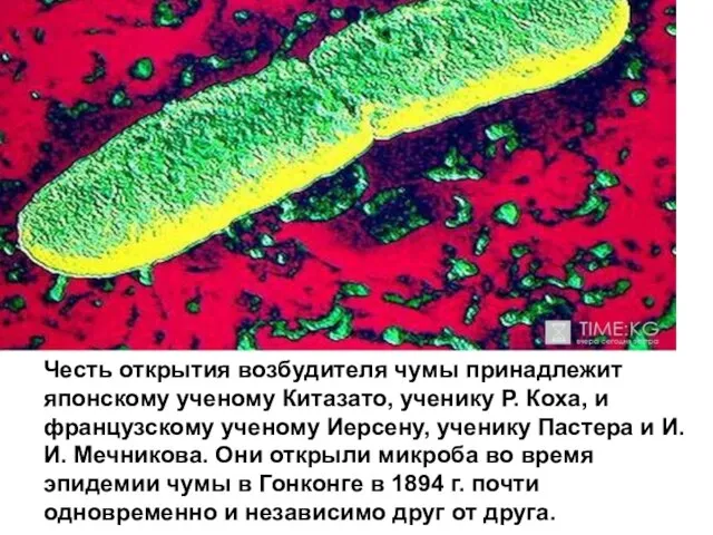 Честь открытия возбудителя чумы принадлежит японскому ученому Китазато, ученику Р. Коха,