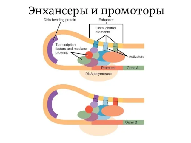 Энхансеры и промоторы