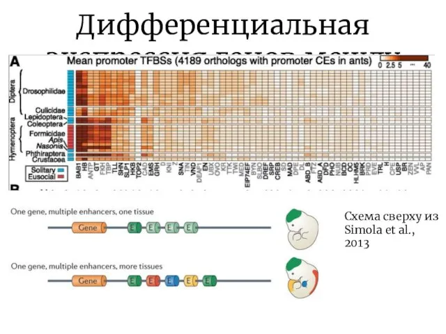 Дифференциальная экспрессия генов между разными кастами Схема сверху из Simola et al., 2013