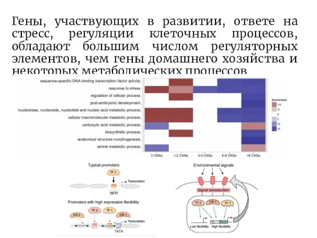 Гены, участвующих в развитии, ответе на стресс, регуляции клеточных процессов, обладают