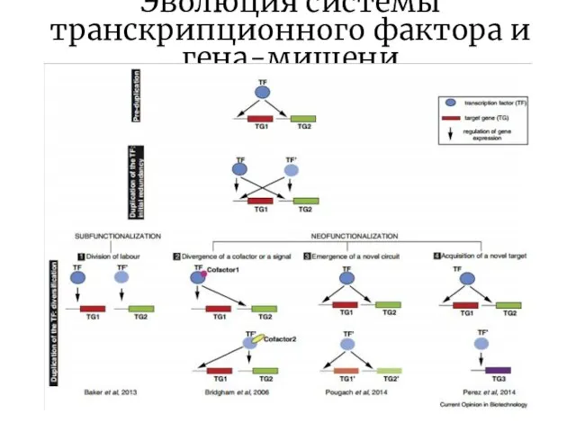 Эволюция системы транскрипционного фактора и гена-мишени