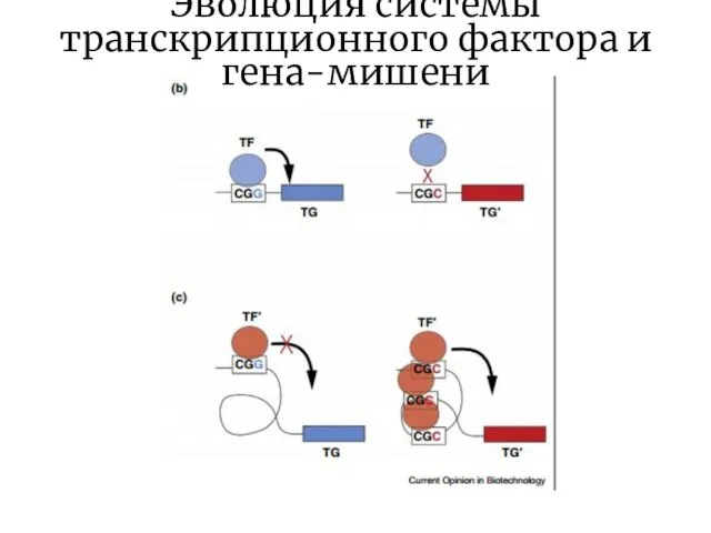 Эволюция системы транскрипционного фактора и гена-мишени