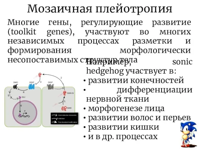 Мозаичная плейотропия Многие гены, регулирующие развитие (toolkit genes), участвуют во многих