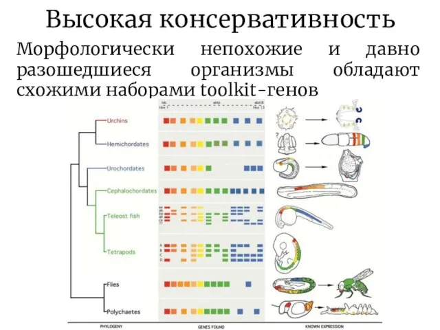 Высокая консервативность Морфологически непохожие и давно разошедшиеся организмы обладают схожими наборами toolkit-генов