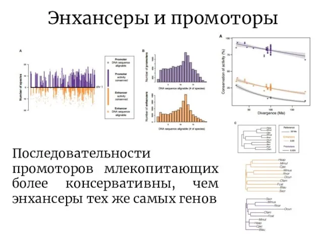 Энхансеры и промоторы Последовательности промоторов млекопитающих более консервативны, чем энхансеры тех же самых генов