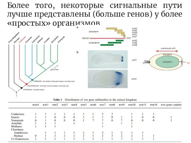 Более того, некоторые сигнальные пути лучше представлены (больше генов) у более «простых» организмов