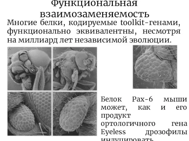 Функциональная взаимозаменяемость Многие белки, кодируемые toolkit-генами, функционально эквивалентны, несмотря на миллиард