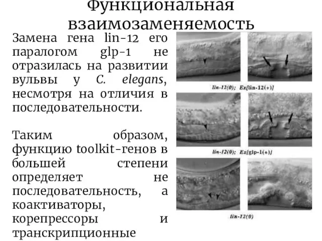 Функциональная взаимозаменяемость Замена гена lin-12 его паралогом glp-1 не отразилась на