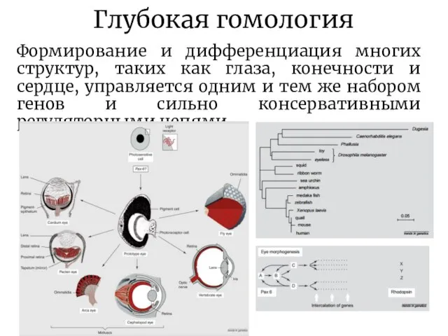 Глубокая гомология Формирование и дифференциация многих структур, таких как глаза, конечности